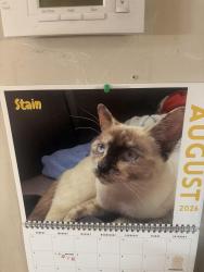 Reunited Female Cat last seen Bowness 73rd st, Calgary, AB T3B 2M1