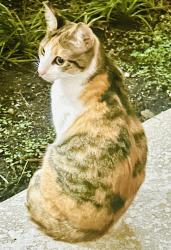 Lost Female Cat last seen 12th street and alton CT in the alley, Miami Beach, FL 33139
