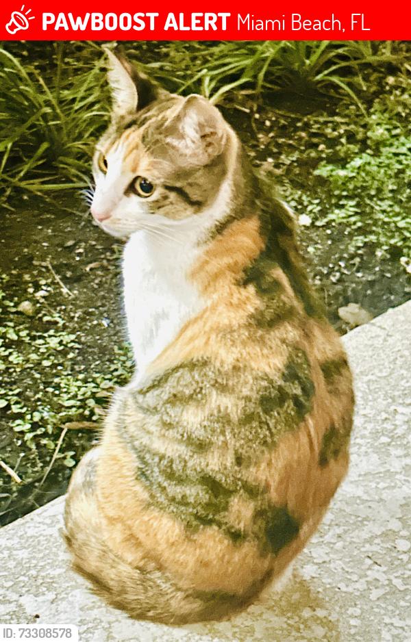 Lost Female Cat last seen 12th street and alton CT in the alley, Miami Beach, FL 33139