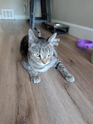 Reunited Male Cat last seen N Los Robles Ave & E Howard St, Pasadena, CA 91104