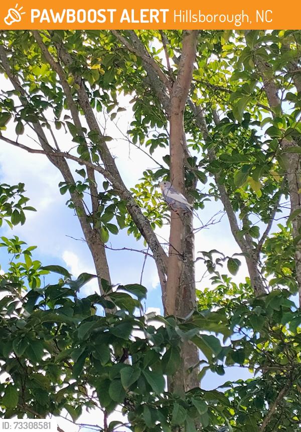 Found/Stray Unknown Bird last seen The pool at Great Eno path and water stone dr, Hillsborough, NC 27278