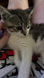 Reunited Female Cat last seen Hickory Wood Drive, Kannapolis, NC 28083