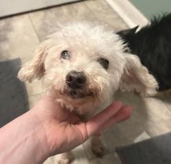 Reunited Female Dog last seen Thorndale and 16th, Indianapolis, IN 46214