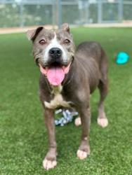 Shelter Stray Female Dog last seen Burrington Ct, Gastonia, NC, 1491 Business Park Ct, Gastonia, NC 28052, USA
