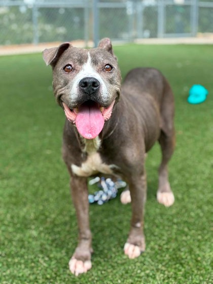 Shelter Stray Female Dog last seen Burrington Ct, Gastonia, NC, 1491 Business Park Ct, Gastonia, NC 28052, USA