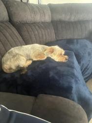 Reunited Female Dog last seen Desert Inn, Golden Arrow Dr, Vegas Valley Dr, Las Vegas, NV 89169