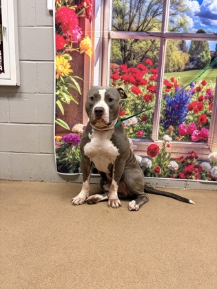 Shelter Stray Male Dog last seen Flat Rock Rd & SC-81, 29684, Anderson County, SC, 1320 US-29, Anderson, SC 29626, USA