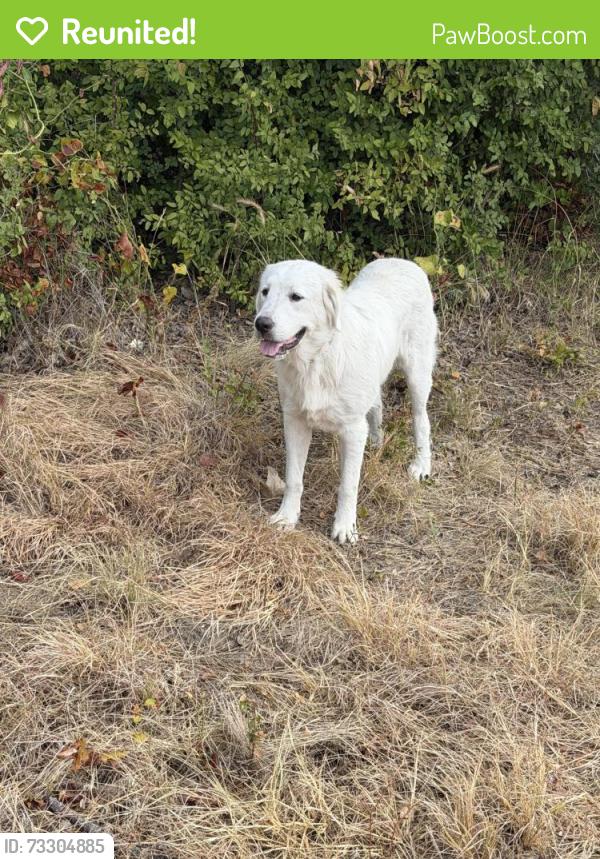 Reunited Male Dog last seen Near and Conway Lane, Azle, TX 76020