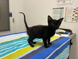 Shelter Stray Female Cat last seen E 40th st and College ave, 64130, MO, 7077 Elmwood Ave, Kansas City, MO 64132, USA