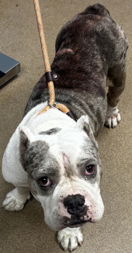 Shelter Stray Female Dog last seen Near Oberlin Ct, Tucker, GA 30084, 30084, GA, 3280 Chamblee Dunwoody Rd, Chamblee, GA 30341, USA