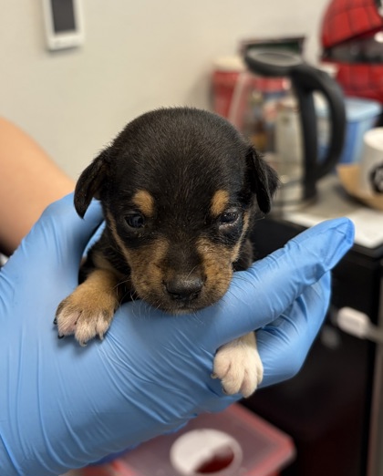 Shelter Stray Male Dog last seen S Chestnut Ave & N Nebraska Ave, Fresno Zone Fresno CO 3 93725, CA, 1510 W Dan Ronquillo Dr, Fresno, CA 93706, USA