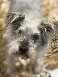 Shelter Stray Male Dog last seen OLSON DR at CALLE DEL SOL WAY, Rancho Cordova, CA, 6201 Florin Perkins Rd, Sacramento, CA 95828, USA