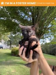 Shelter Stray Female Cat last seen Near Boarman Ave, 21215, MD, 2490 Giles Rd, Baltimore, MD 21225, USA