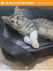 Shelter Stray Female Cat last seen Near N Milton Ave, 21213, MD, 2490 Giles Rd, Baltimore, MD 21225, USA