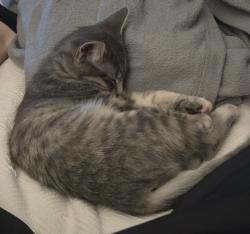 Lost Female Cat last seen Intersection of 5th St. and D St., Kalona, IA 52247
