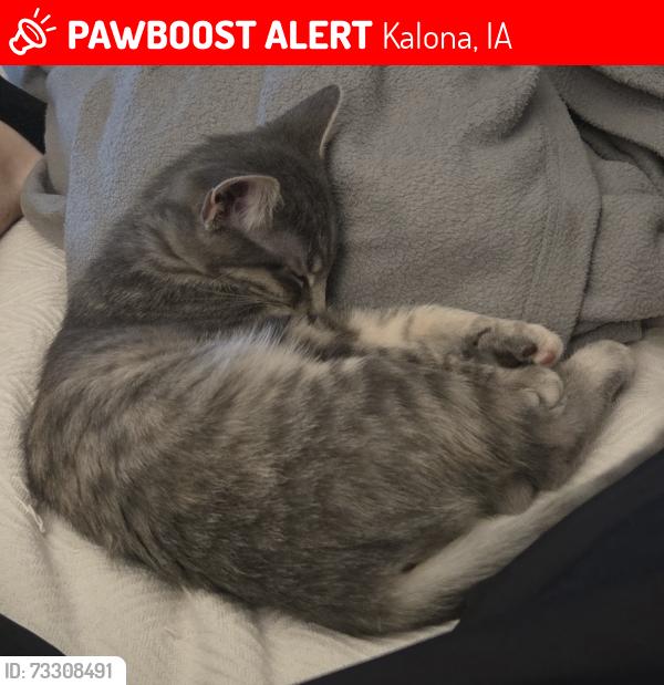Lost Female Cat last seen Intersection of 5th St. and D St., Kalona, IA 52247