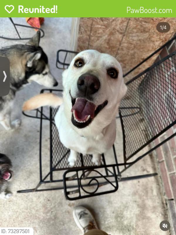 Reunited Female Dog last seen Near West Monica Ave, Pharr, TX 78577