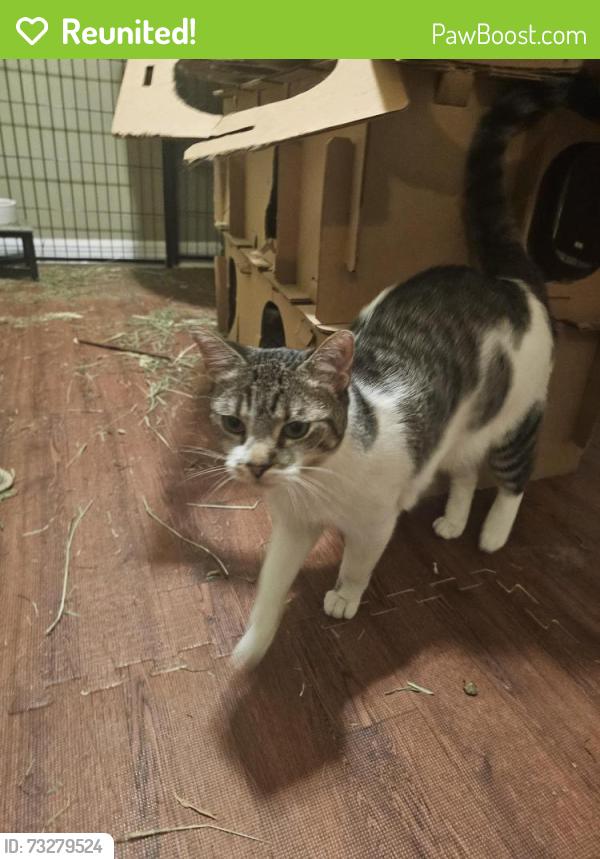 Reunited Unknown Cat last seen Cermak & Damen, Chicago, IL 60608