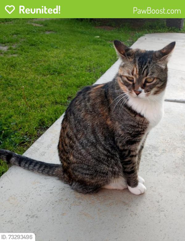 Reunited Female Cat last seen Old ranch rd/ Rancheros Dr, Oceanside, CA 92057