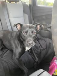 Reunited Female Dog last seen Briar patch rd, Covington, GA 30014