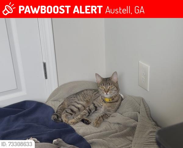 Lost Female Cat last seen Walton Reserve, Austell, GA 30168