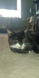 Lost Male Cat last seen Tenyson at., Halliwell, England 