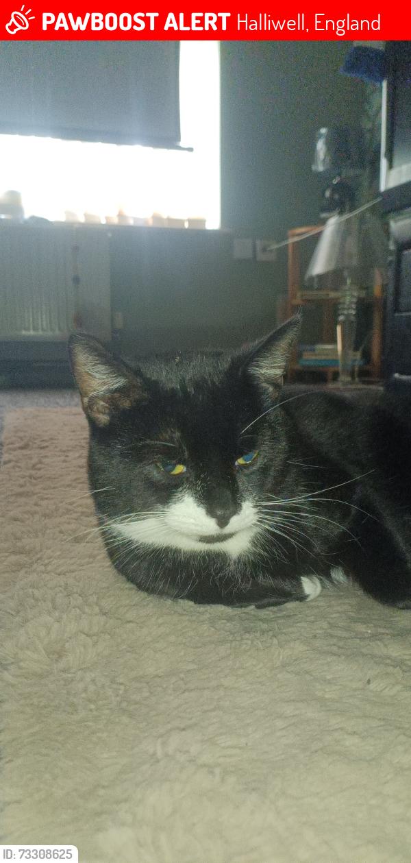 Lost Male Cat last seen Tenyson at., Halliwell, England 