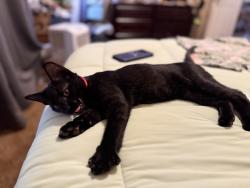 Reunited Male Cat last seen Mockingbird and HWY 51, Springtown, TX 76082