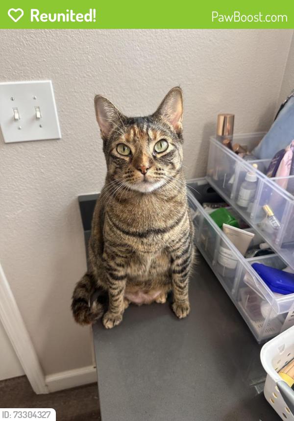 Reunited Female Cat last seen Foxchase Drive, San Jose, CA 95123