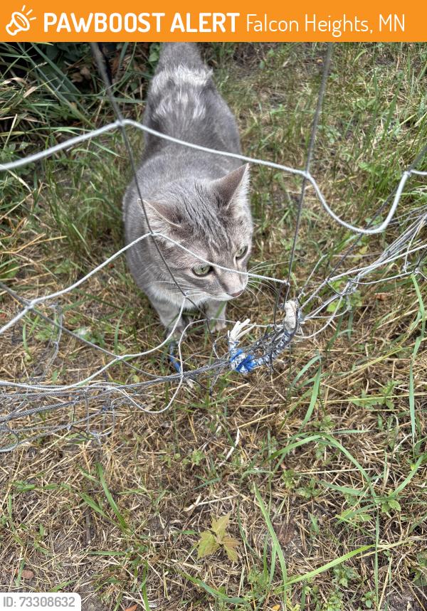 Found/Stray Unknown Cat last seen Holton Street and Larpenteur Ave, Falcon Heights, MN 55113
