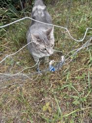 Found/Stray Unknown Cat last seen Holton Street and Larpenteur Ave, Falcon Heights, MN 55113
