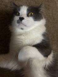 Reunited Male Cat last seen Forest ave buffalo ny, Buffalo, NY 14213