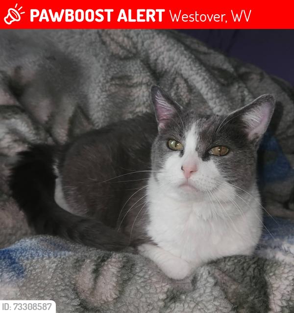 Lost Female Cat last seen Appliance Discounters and Beauty Hut, Westover, WV 26501