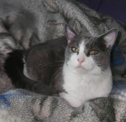 Lost Female Cat last seen Appliance Discounters and Beauty Hut, Westover, WV 26501