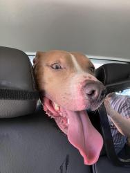 Reunited Male Dog last seen Desert Inn and Fort Apache, Las Vegas, NV 89117