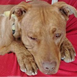 Lost Male Dog last seen COTTON, El Paso, TX 79901