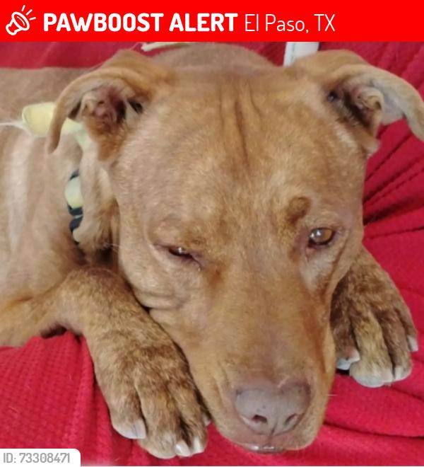 Lost Male Dog last seen COTTON, El Paso, TX 79901
