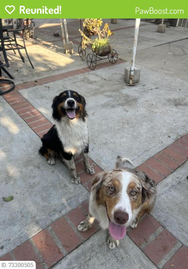 Reunited Female Dog last seen date st, Rialto, CA 92376