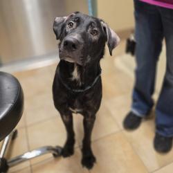 Shelter Stray Male Dog last seen OR, 1700 W Historic Columbia River Hwy, Troutdale, OR 97060, USA