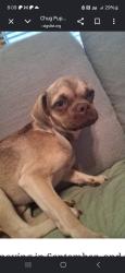 Reunited Male Dog last seen E 150th St and S County Line Rd, Kingsville, MO 64061