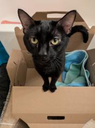 Shelter Stray Male Cat last seen Near 7th Avenue, NEW YORK, NY, 10027, 326 E 110th St, New York, NY 10029, USA