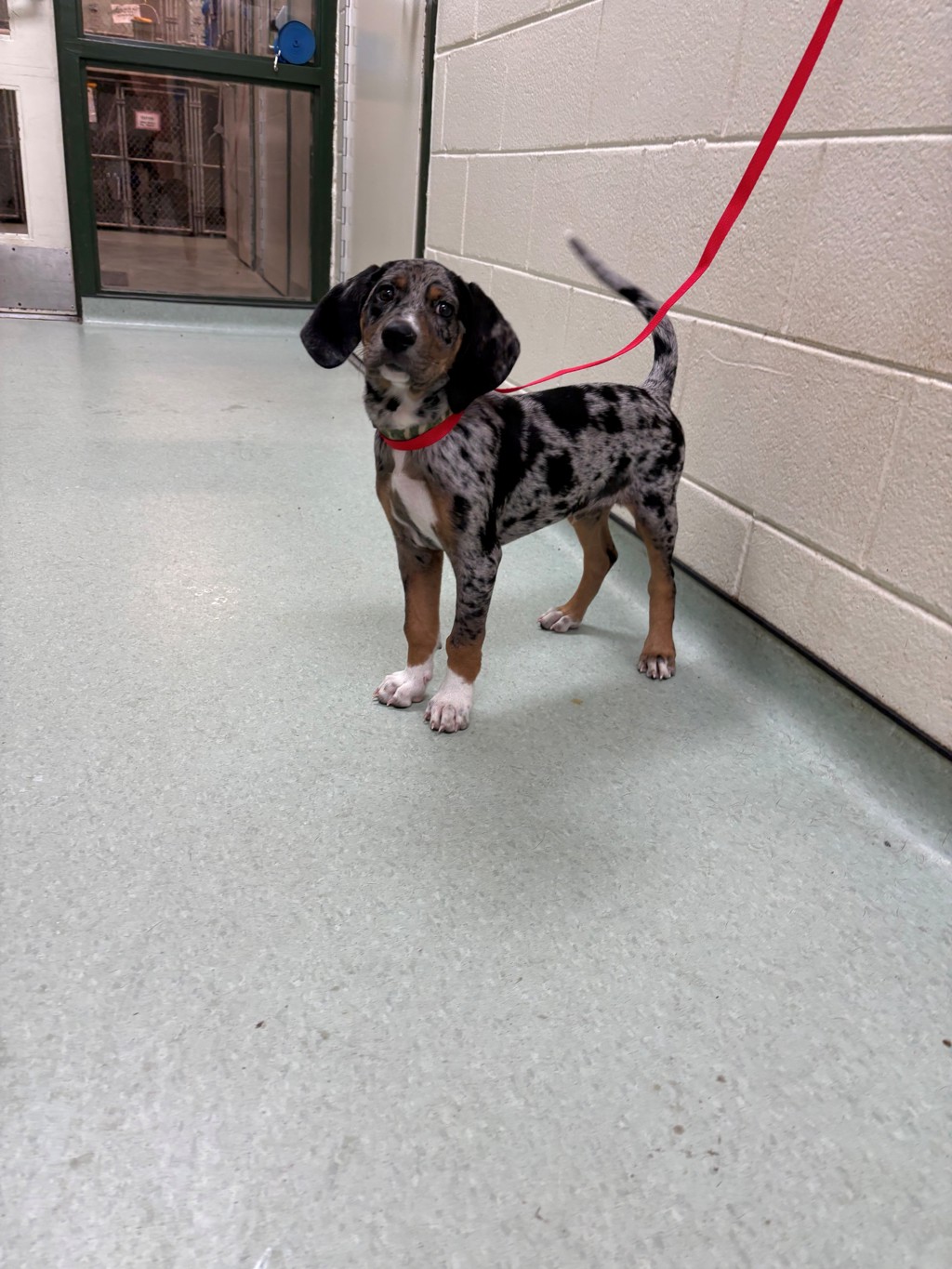 Shelter Stray Male Dog last seen Barrister Road, CHESTERFIELD, VA, 23832, 9300 Public Works Rd, Chesterfield, VA 23832, USA