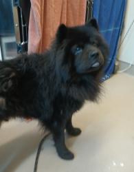 Shelter Stray Male Dog last seen Near University Avenue, San Diego, CA, 92103, El Cajon, CA 92020, USA