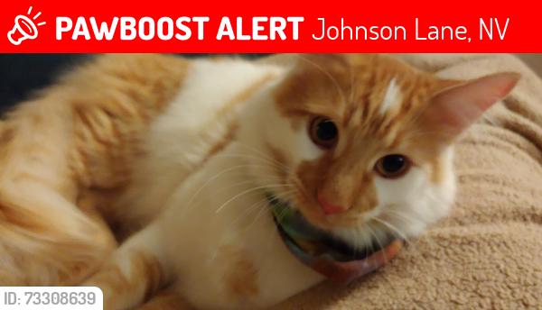 Lost Male Cat last seen Stephanie/Vicky, Johnson Lane, NV 89423