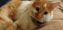 Lost Male Cat last seen Stephanie/Vicky, Johnson Lane, NV 89423