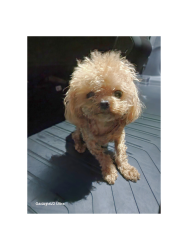 Reunited Unknown Dog last seen Bellagio Rd X Copa de Oro, Los Angeles, CA 90077