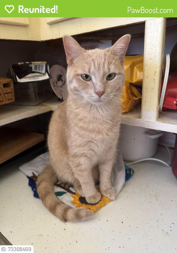 Reunited Female Cat last seen Forrest home, Milwaukee, WI 53204