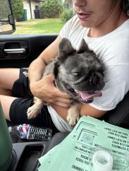 Reunited Female Dog last seen 122nd and north may, Oklahoma City, OK 73120