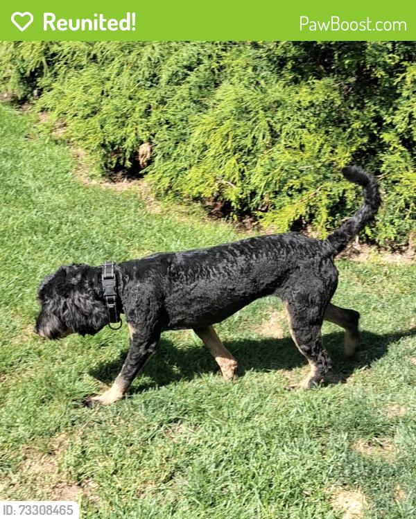Reunited Female Dog last seen Bean rd and Hwy 101, Port Angeles, WA 98363