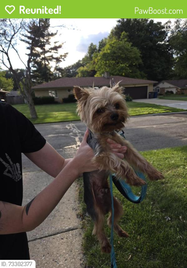 Reunited Male Dog last seen Claudia & Juliet, Toledo, OH 43614